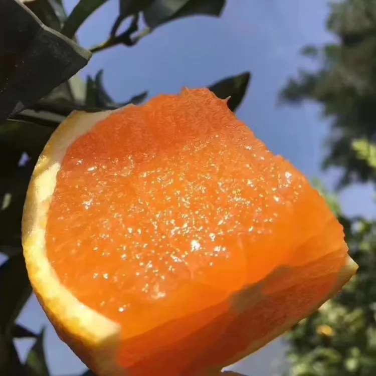 秭归九月红果冻橙新鲜采摘香甜爆汁当季水果产地直发橙子脐橙女孩