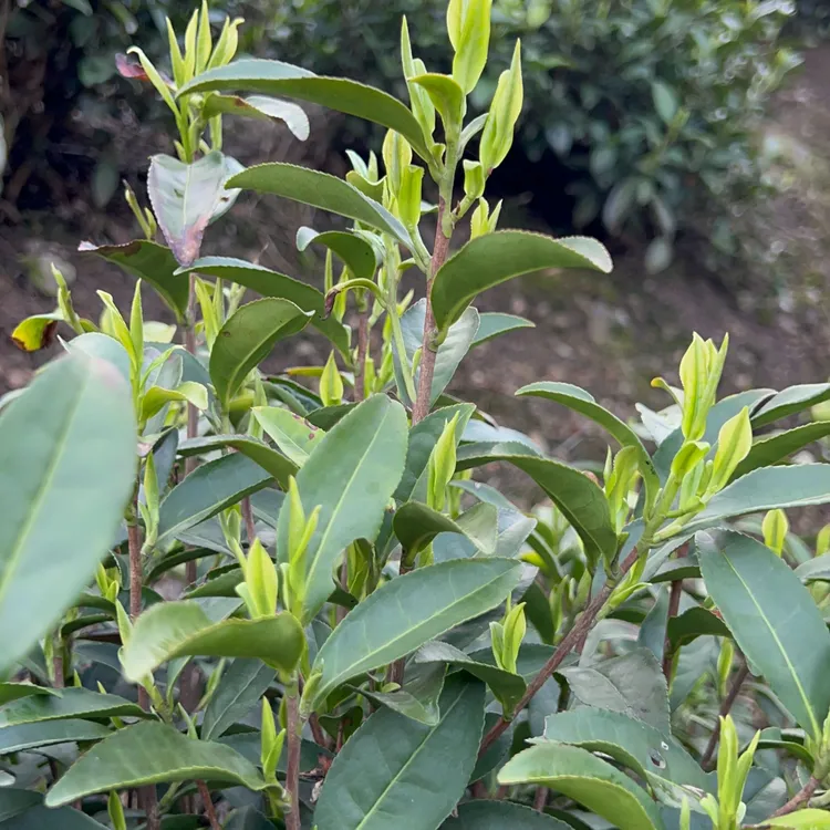 2025年新茶  昆铜核心产区  明前安吉白茶   纯正兰花香