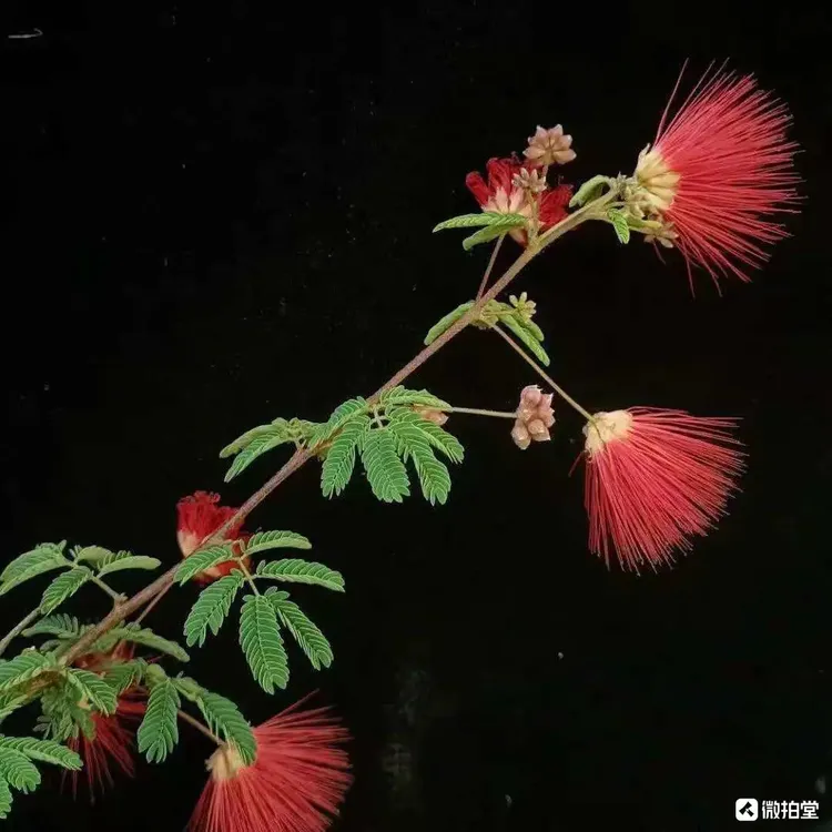 带花苞红花姬合欢盆景小盆栽迷你掌中宝办公桌绿植四季开花