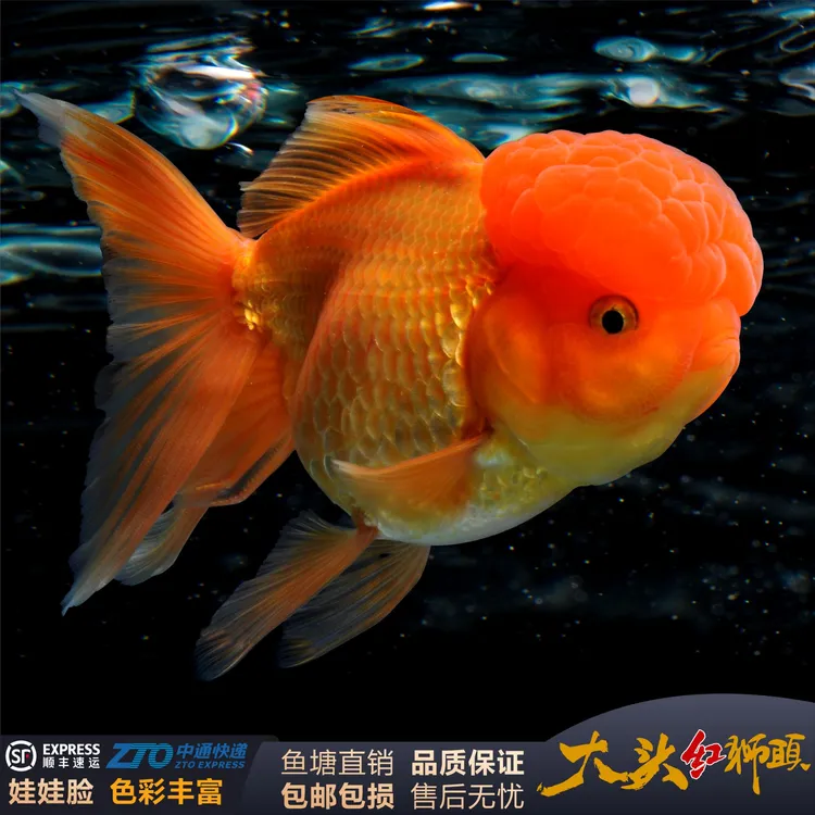 大型狮子头金鱼大头国狮泰狮鹤顶红丹顶鸿运当头冷水淡水好养纯红