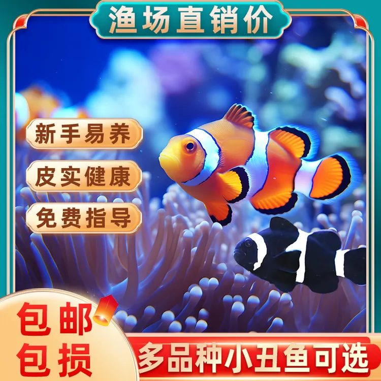 小丑鱼海水鱼观赏鱼人工公子尼莫小鱼耐活好养奥黑小丑鱼一公一母