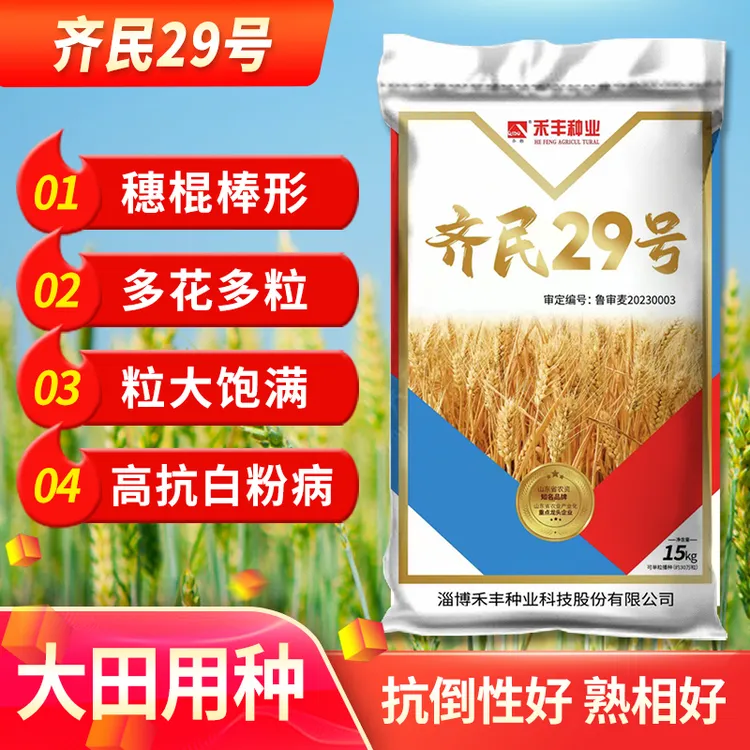 齐民29号小麦种子