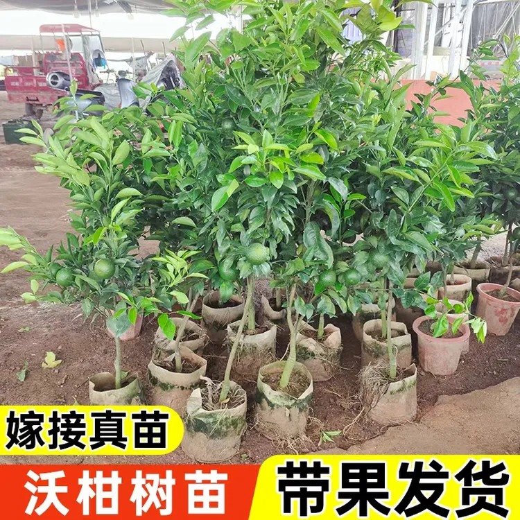 【直播专享】带果无核高产沃柑苗绿植盆栽沃柑苗无籽沃橘嫁接柑橘子