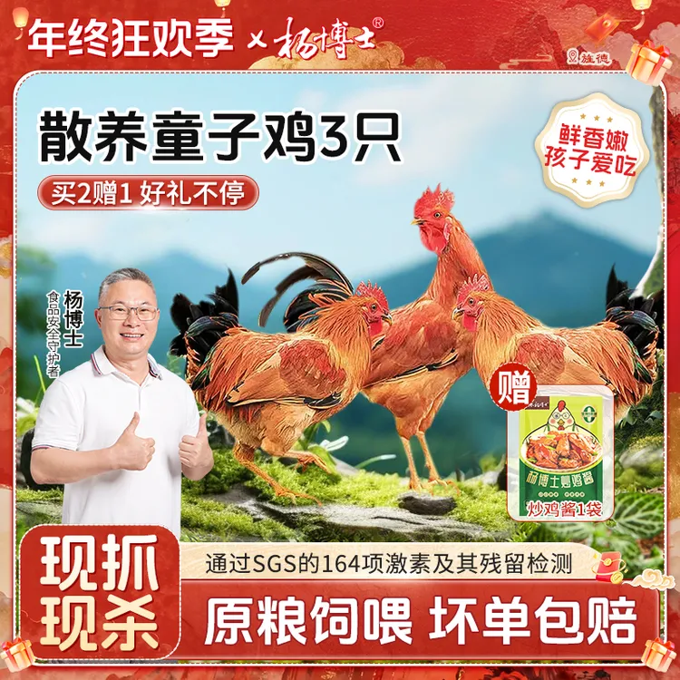 【买童子鸡炒鸡酱】杨博士皖南农村散养土鸡童子鸡新鲜现杀低脂营养