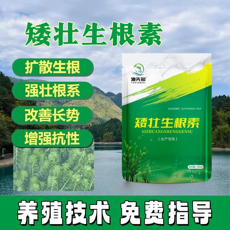 渔先知矮壮生根素水草长白根发棵轮叶黑藻伊乐藻低温生根防飘草