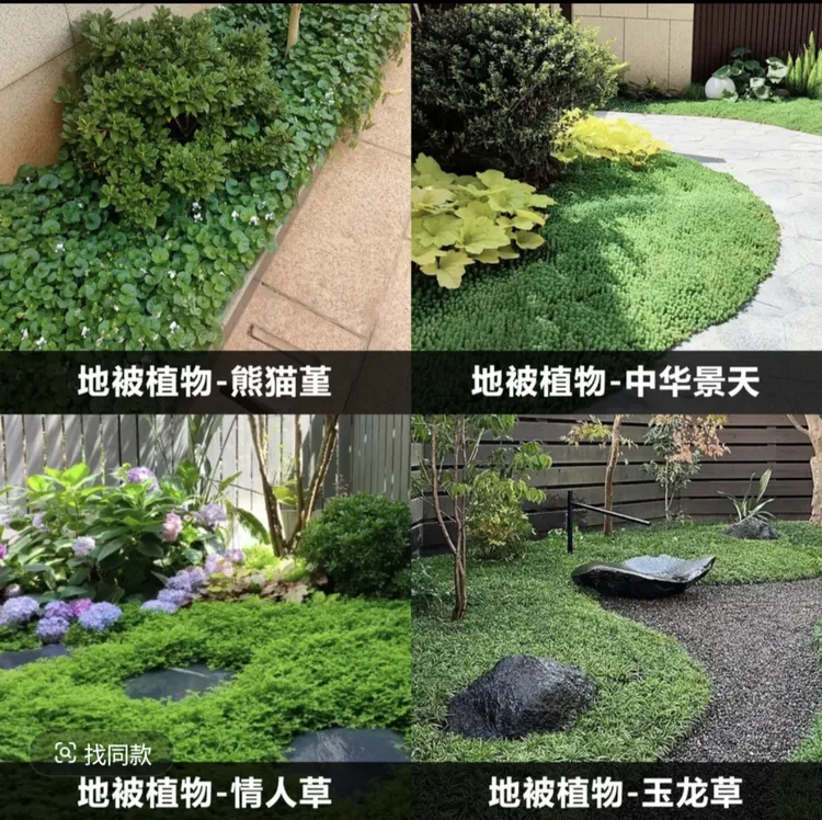 中华景天熊猫景佛甲草耐踩踏植物地被草坪四季园林绿化耐寒庭院
