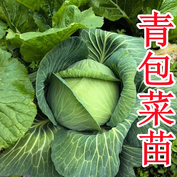 青包菜苗绿甘蓝带土发货基地现摘现发新鲜卷心菜