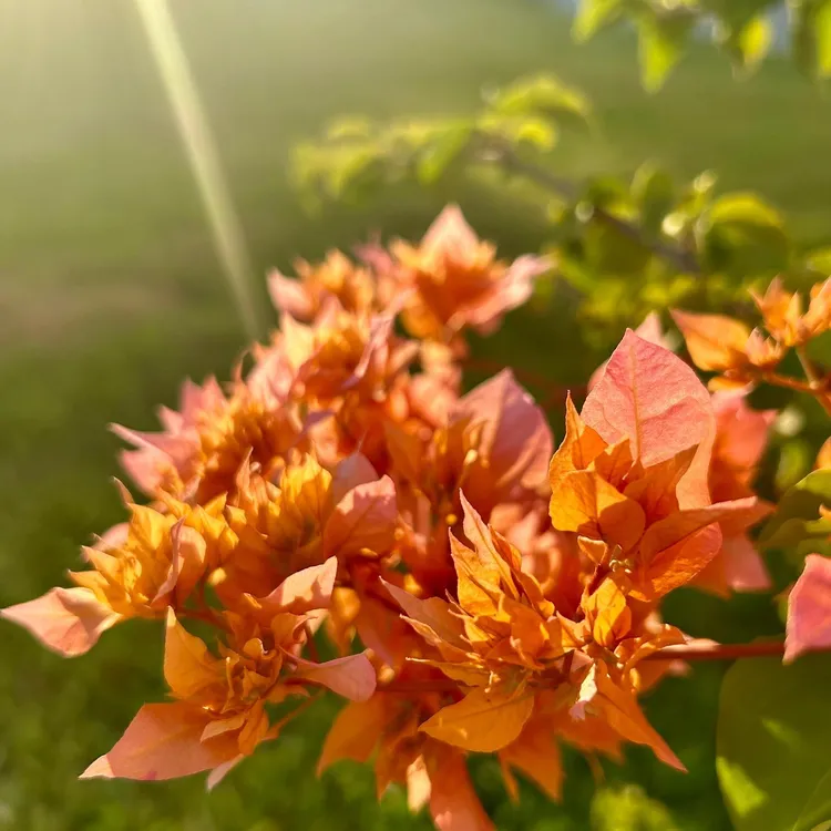 重瓣橙三角梅绿植盆栽四季开花好养易活适合阳台庭院种植