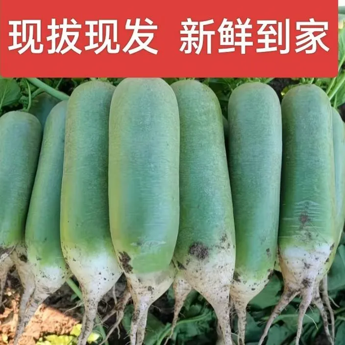 陕西水果萝卜s甜脆型生吃正宗萝卜新鲜青紫美人冰淇淋萝卜整箱