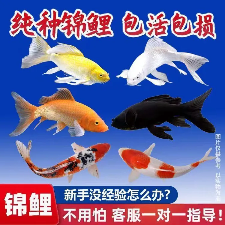 顺丰纯种大锦鲤活鱼冷水淡水好养耐活红白黄金龙凤长尾锦鲤观赏鱼