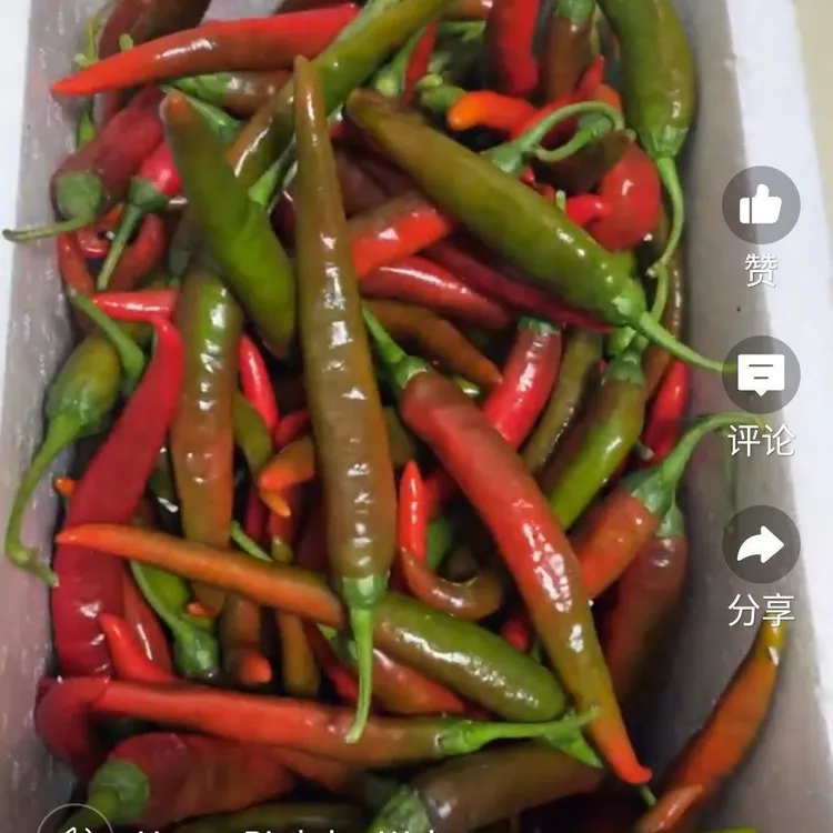 新鲜紫红樟树辣椒做现摘现发货辣椒酱