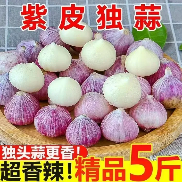 康绵正宗特大云南独头紫皮大蒜2025年新货产地直销5斤装成都发货