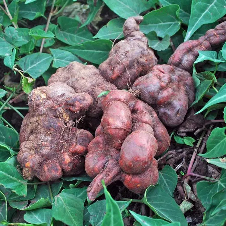 改良大叶黄心何首乌滕曼苗现挖现发何首乌苗