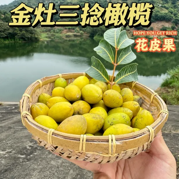 潮汕老树三捻橄榄橄榄果新鲜水果青橄榄橄榄鲜果可生吃煲汤泡酒