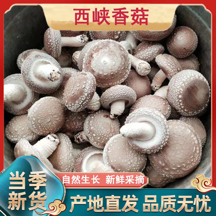【顺丰包邮】伏牛山特产甄选西峡鲜香菇现采现发炒菜火锅3-5cm直径