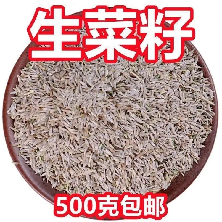 生菜子药用新生菜籽生菜子白生菜籽中药材纯天然补钙生籽多规格