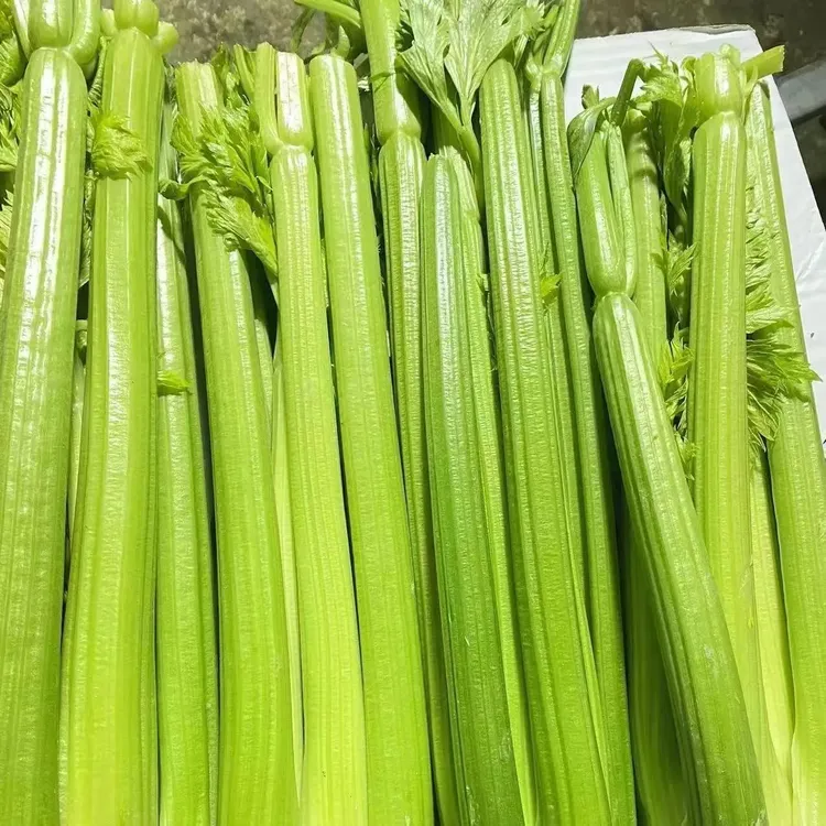 农家自种当季时蔬优质新鲜去叶西芹脆嫩现发