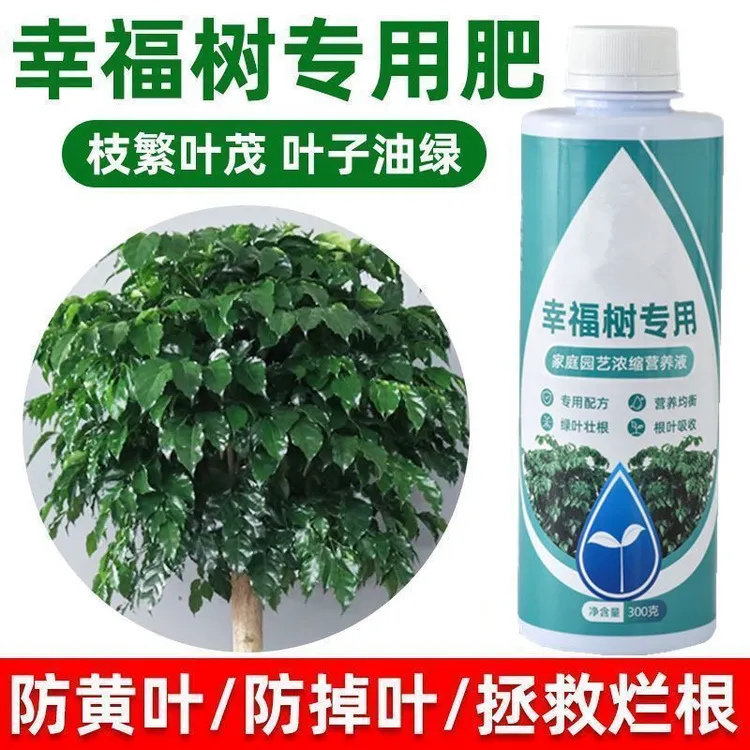 幸福树肥营养液室内盆栽绿植防黄叶掉叶植物通用液体水溶肥料