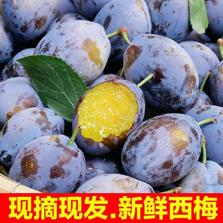 【亏米福利】现摘正宗法兰西蓝西梅酸甜新鲜应季水果孕妇水果非李子