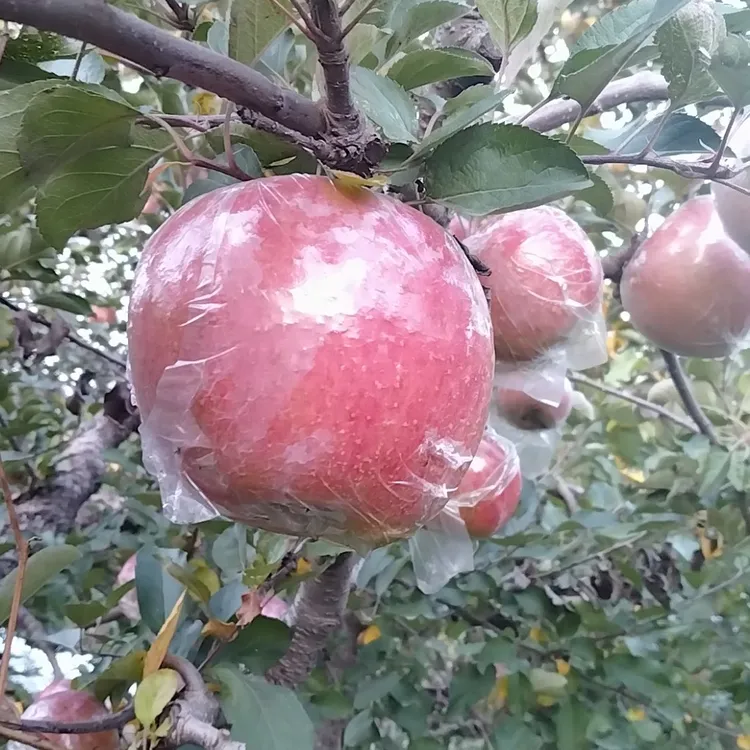 徐州丰县大沙河红富士苹果脆甜精品大果