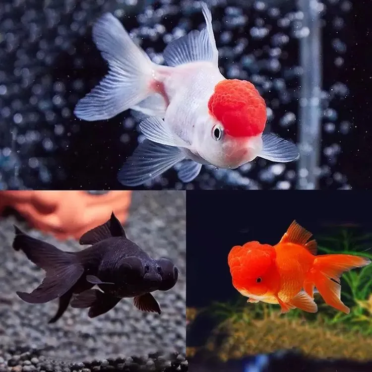 【福利冷水金鱼】丹顶国狮龙睛小金鱼冷水观赏鱼包邮7条4-6公分