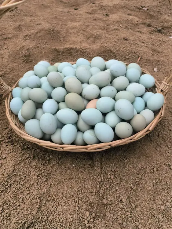 蓟县东二营富硒小镇天然富硒散养柴鸡蛋