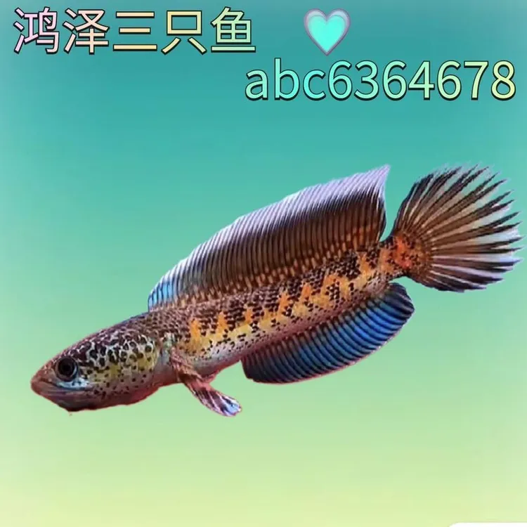 黄金眼镜蛇雷龙鱼大型霸气雷龙鱼大帆大尾精品蓝边观赏鱼宠物鱼