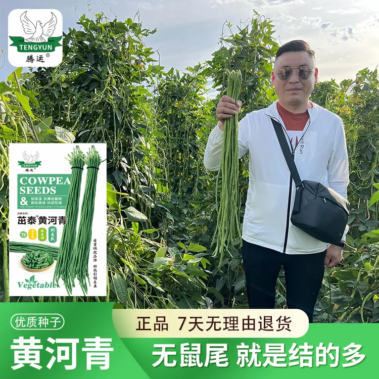瀑布豇豆豆角种子大全耐热翠绿色长豆角籽源头厂家无丝豇豆角种子