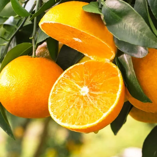 四川爱媛大弯山38果冻橙新鲜现摘清甜细腻化渣手剥橙