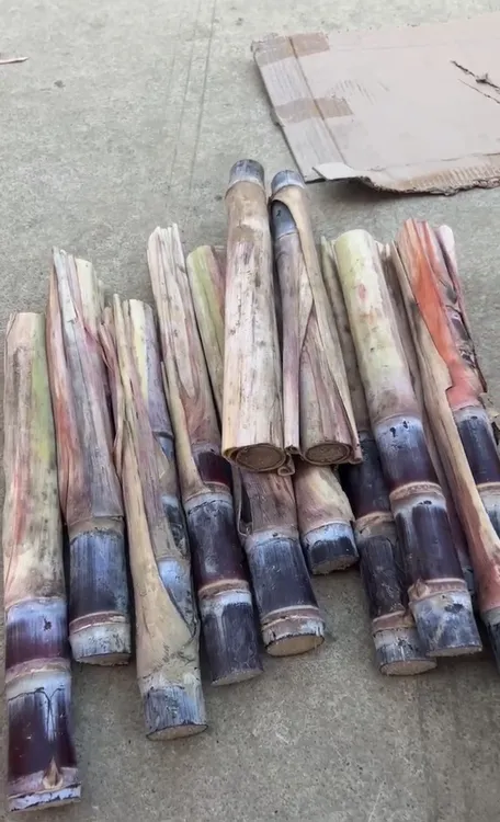 正宗广西甘蔗尾巴黄金甘蔗尾巴黑皮甘蔗尾巴南北方可种可做盆栽