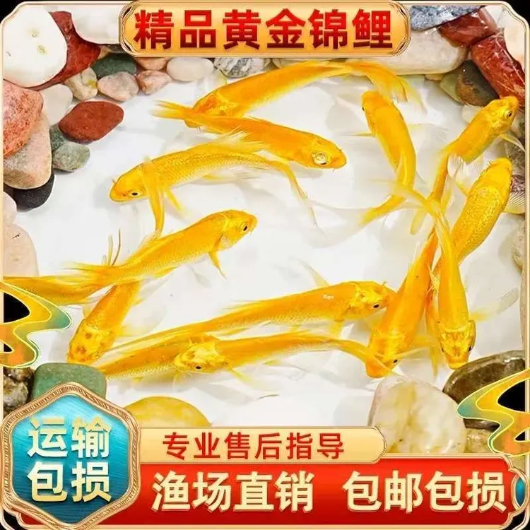 锦鲤鱼金鱼黄金龙凤招财鱼风水鱼淡水好养耐活冷水鱼苗活体观赏鱼