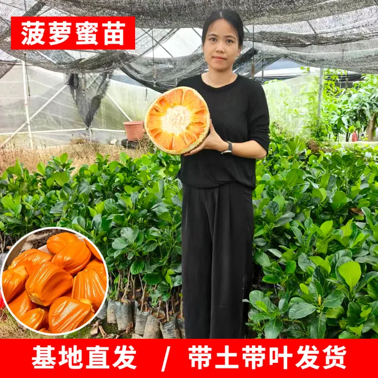 印尼红菠萝蜜苗马一泰12泰八红肉菠萝蜜海红1号香蜜1号红肉菠萝蜜商品图