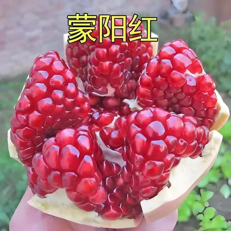 石榴树盆栽地栽庭院可种植优质树苗抗寒耐高温直播间一物一拍