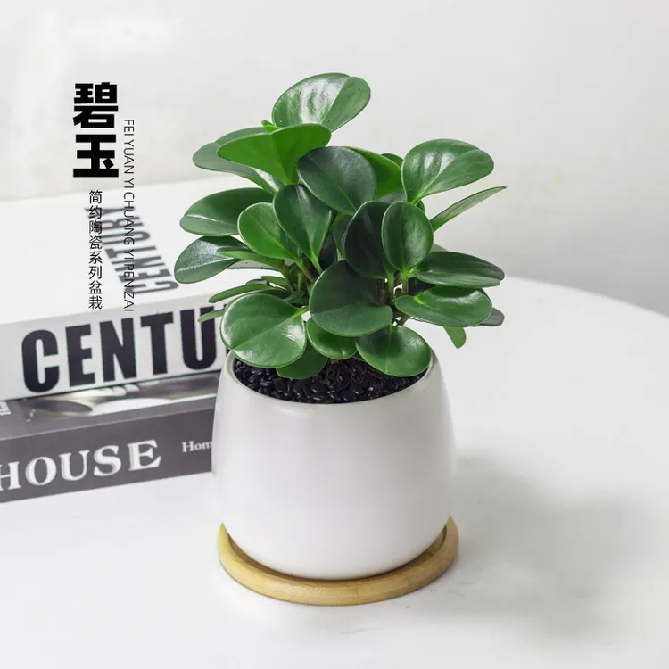 青叶碧玉盆栽室内净化空气花卉四季常青好养活花卉豆瓣绿桌面绿植
