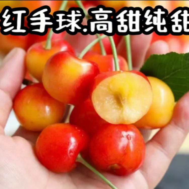 （红绣球•纯甜无酸）大连大樱桃顺丰空运包邮黄车厘子