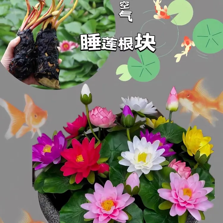 睡莲根块带芽水培植物四季莲花盆栽庭院鱼池阳台睡莲苗花卉种子