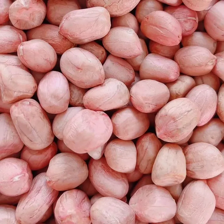 大大粒五斤十斤三斤装2025年新上市花生米河南南阳大白沙生新鲜菜