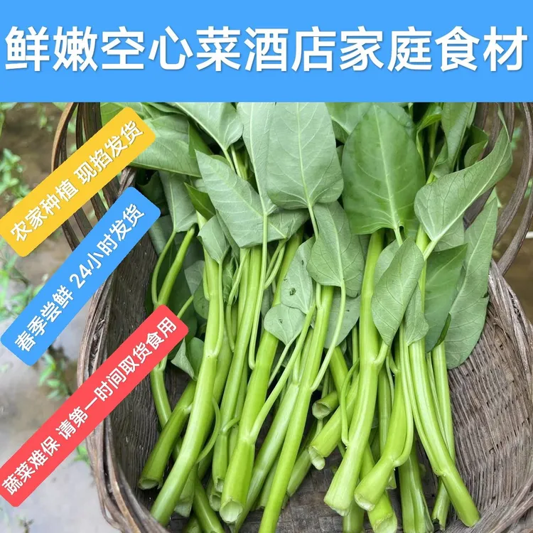 助农吉安空心菜农家露天种植老品种大叶空心菜新鲜现摘现发保温发
