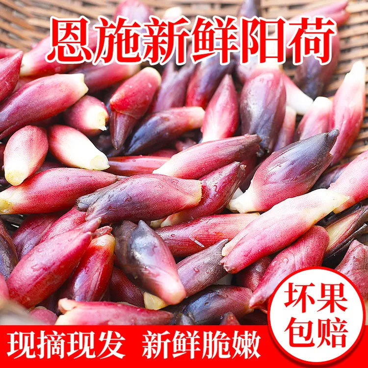 新鲜现挖恩施老品种阳荷姜