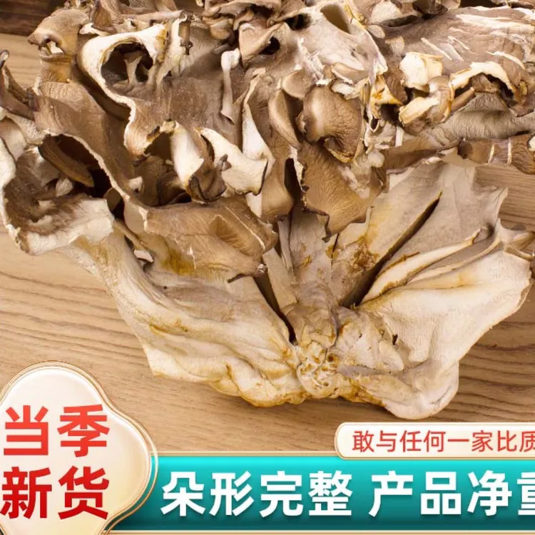 云南当季「灰树花菌」食用菌 可煲汤可爆炒烹饪简单
