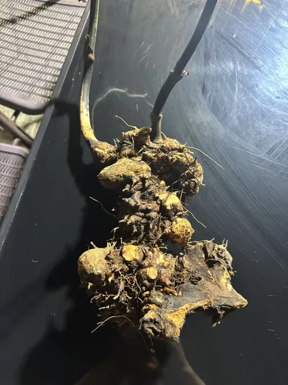 云南大山现挖现发新鲜土茯苓非生姜