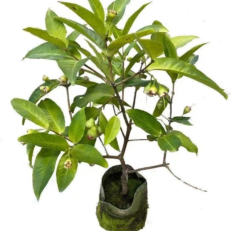 正宗盆栽莲雾树苗果树苗适南北方种植盆栽地栽当年结果莲雾果树苗