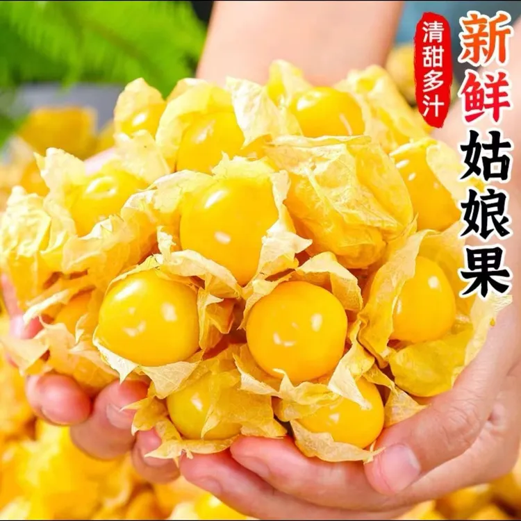 东北特产头茬大果菇娘果/灯笼果，水果产地新鲜采摘