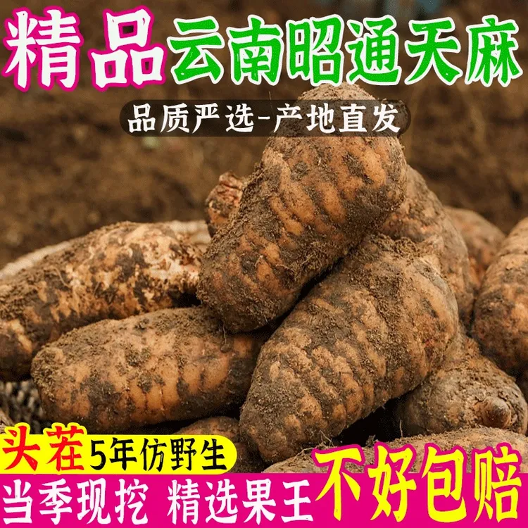 【精选品质】云南昭通小草坝新鲜仿野生天麻顺丰包邮带泥发新鲜天麻