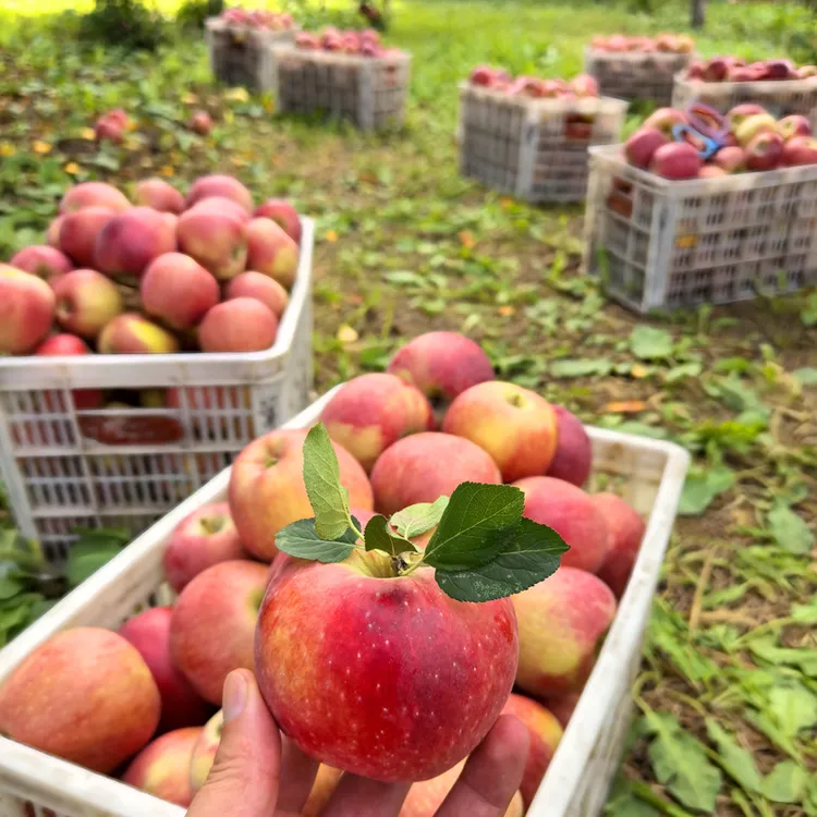 【双十一好物】正宗秦冠粉面苹果新鲜当季宝宝老人刮泥食用可脆可粉
