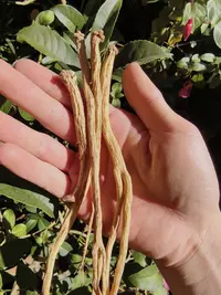 党参干货 无硫 可煲汤泡水煮粥滋补养生