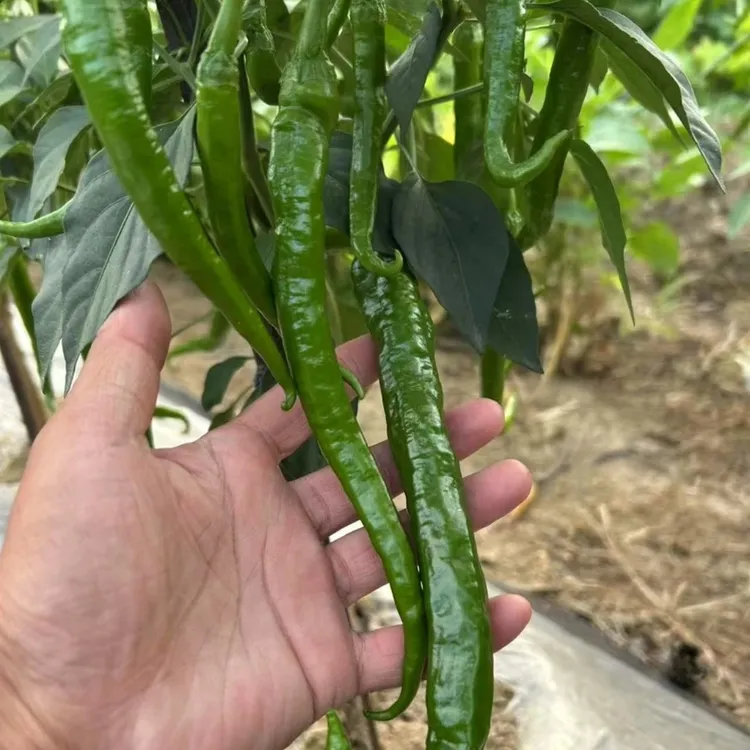 湖南湘西新鲜薄皮土辣椒露天农家自种螺丝椒香辣下饭现摘现发