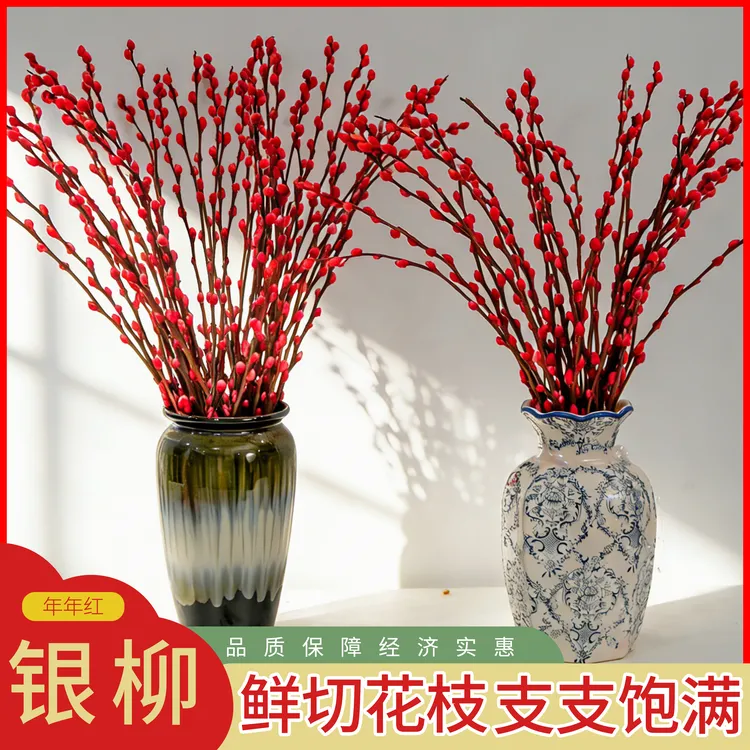 【推荐80cm】招财银柳真花鲜枝用于客厅室内装饰年宵花卉