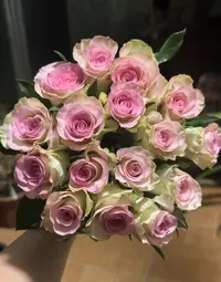 【探花甄选】水精灵云南基地直发新鲜 两单起发 斗南鲜花花卉花艺