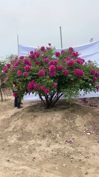 老桩丛生牡丹花紫绣球牡丹花盆栽